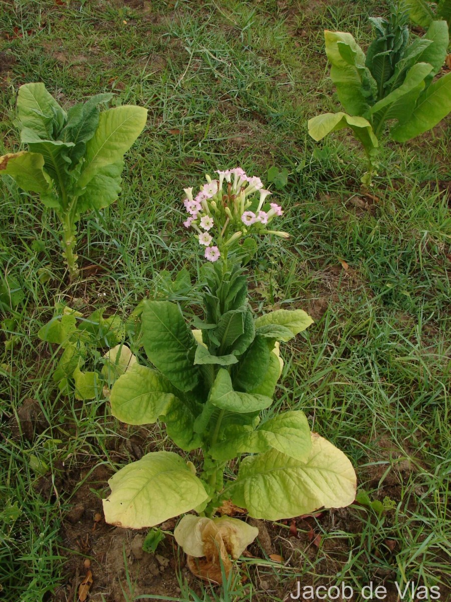 Nicotiana tabacum L.